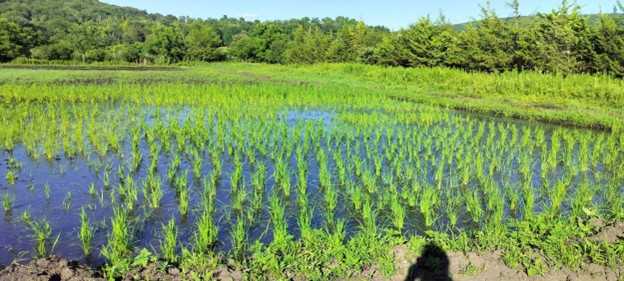 Rice paddy and peatland area in the Black Dirt Region