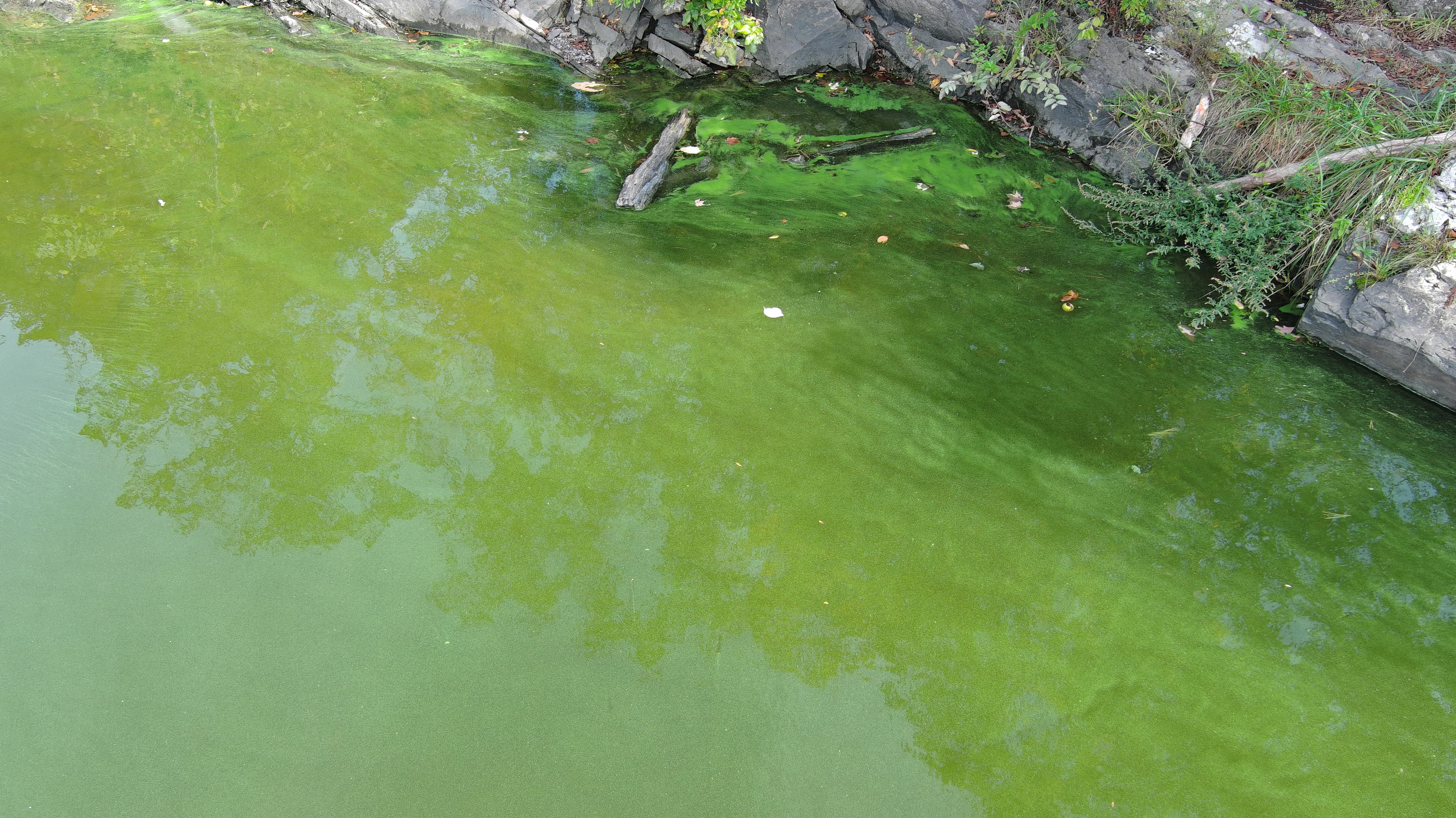 Harmful algal bloom on the Wallkill River