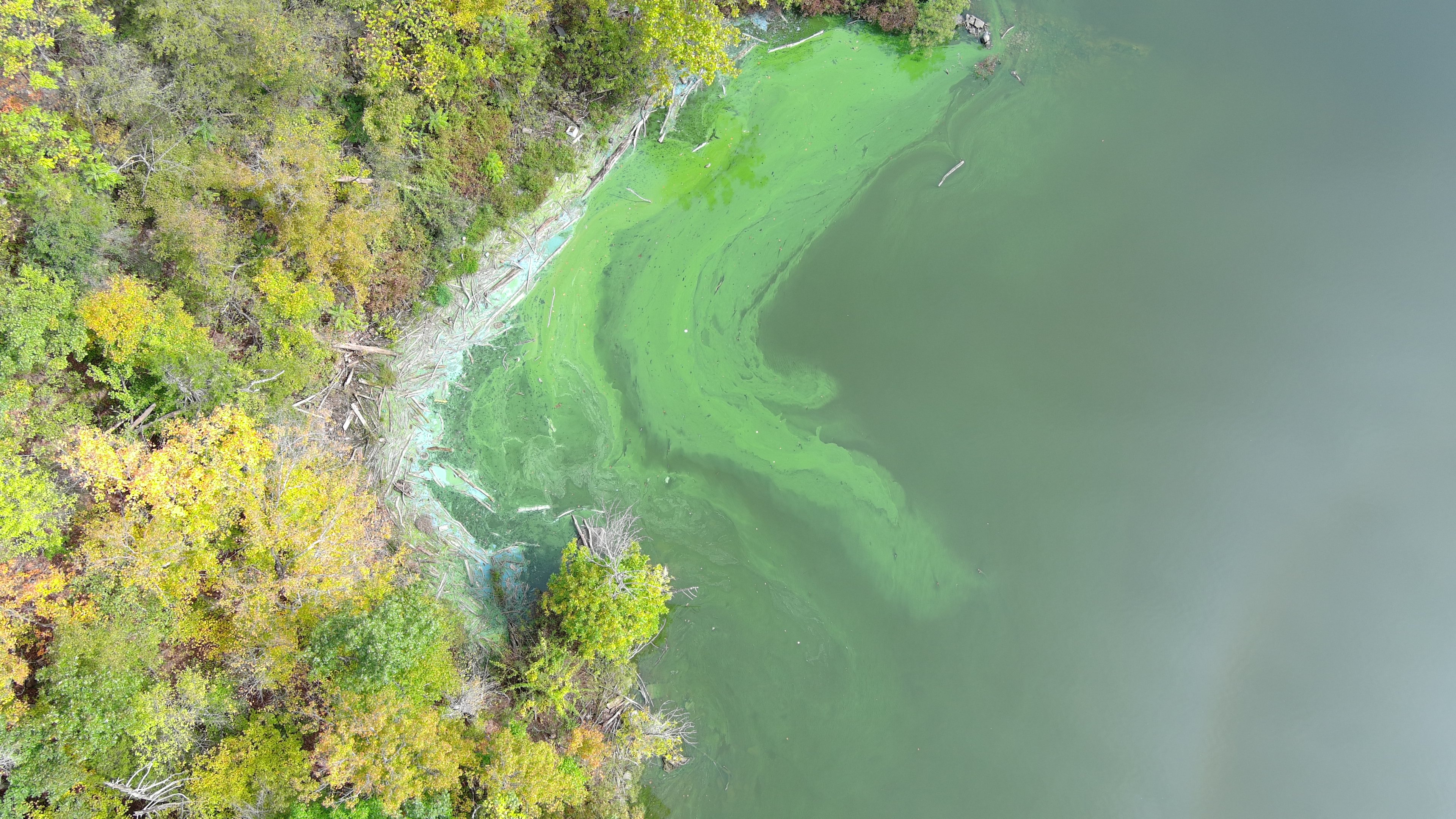 Harmful algal bloom on the Wallkill River