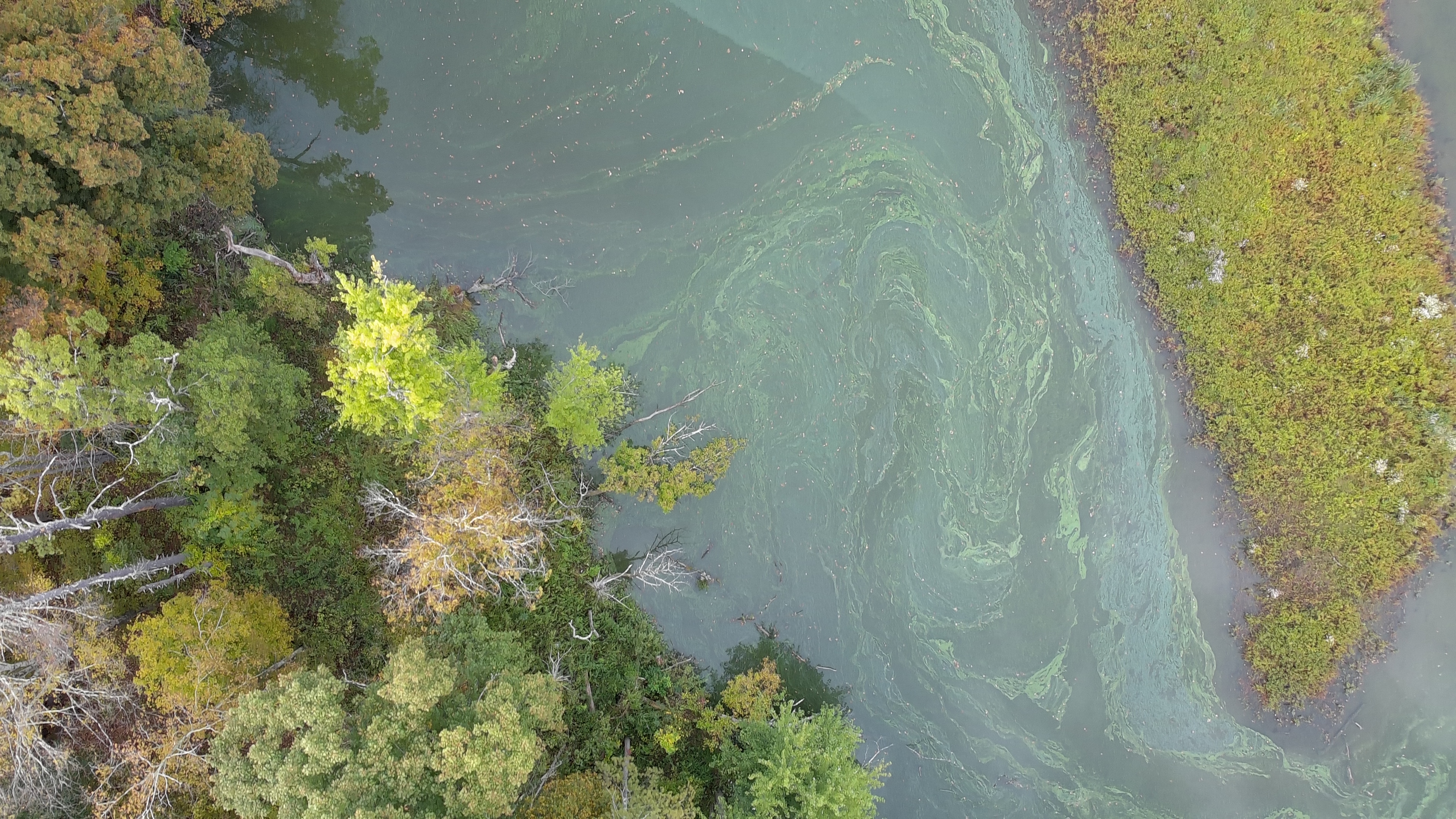 Harmful algal bloom on the Wallkill River
