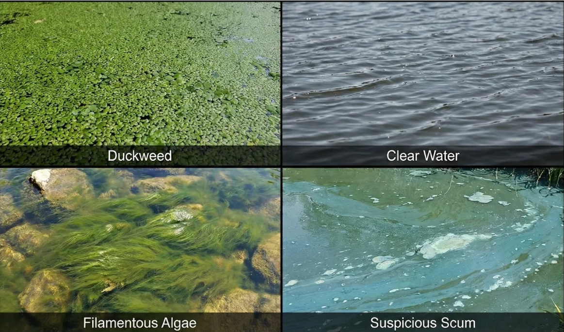 Visual field guide comparing Duckweed, Clear Water, Filamentous Algae, and Suspicious Scum