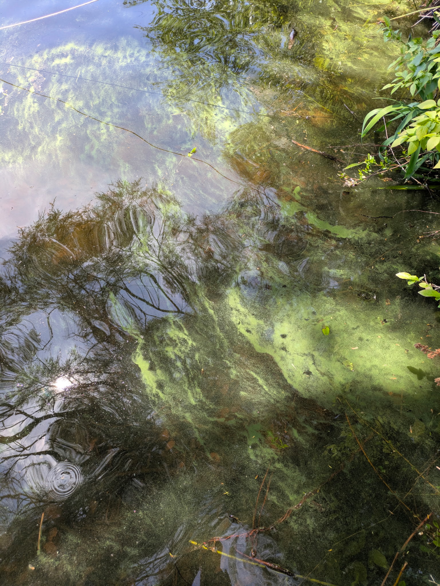 Wallkill River HAB field report photo