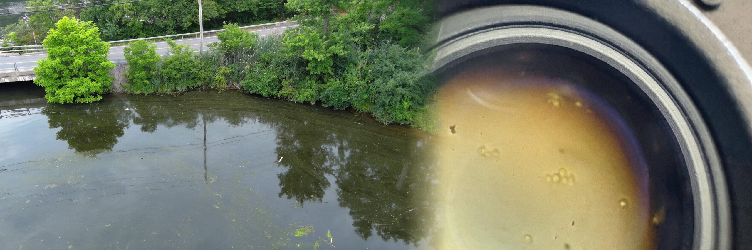 Water sampling at Sturgeon Pool and cyanobacteria laboratory analysis